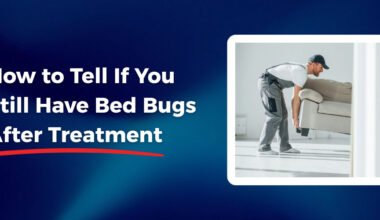 how to tell if you still have bed bugs after treatment