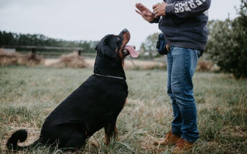 mastering dog communication insights into canine behavior