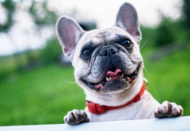 playful french bulldog puppies for sale from trusted breeders