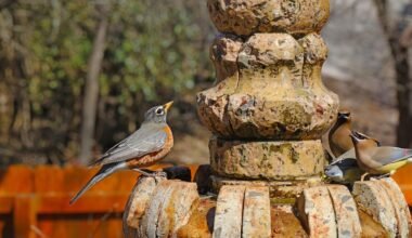 top trends in outdoor fountains for modern home gardens