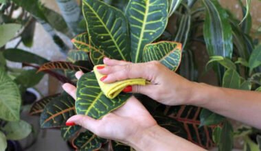 why full service indoor plant hire is a smarter investment than buying