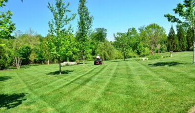 from dirt to dreamy yard fresh lawn layering tips for beginners