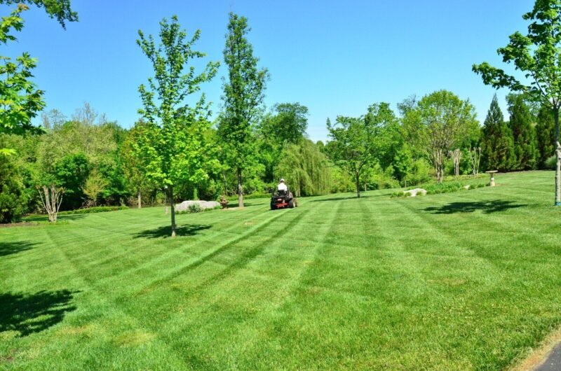 from dirt to dreamy yard fresh lawn layering tips for beginners