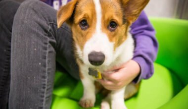how a dog daycare keeps your pet comfortable