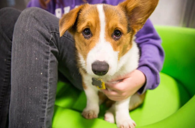 how a dog daycare keeps your pet comfortable