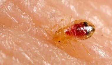 tips for getting rid of bed bugs the right way