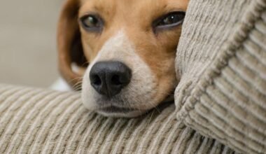 what every pet owner should set up in a new home