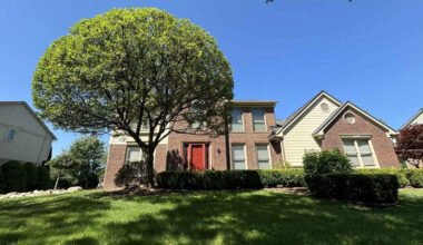 how to care for backyard trees without damaging your landscape