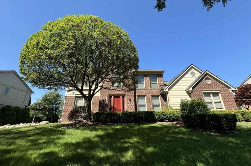 how to care for backyard trees without damaging your landscape