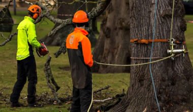 safe and sustainable tree removal tips for property owners in charles county, md