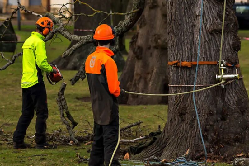 safe and sustainable tree removal tips for property owners in charles county, md