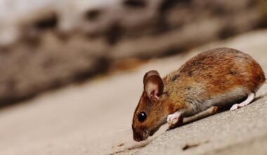 the most overlooked places pests love to hide in homes