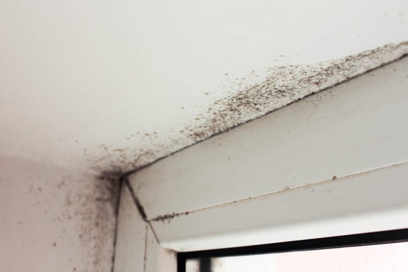 mold near a window in the house
