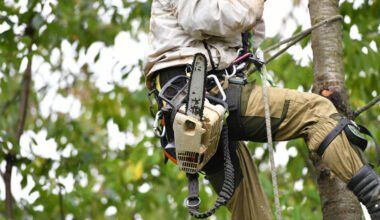 professional tree care, maintenance, and safe tree extraction services