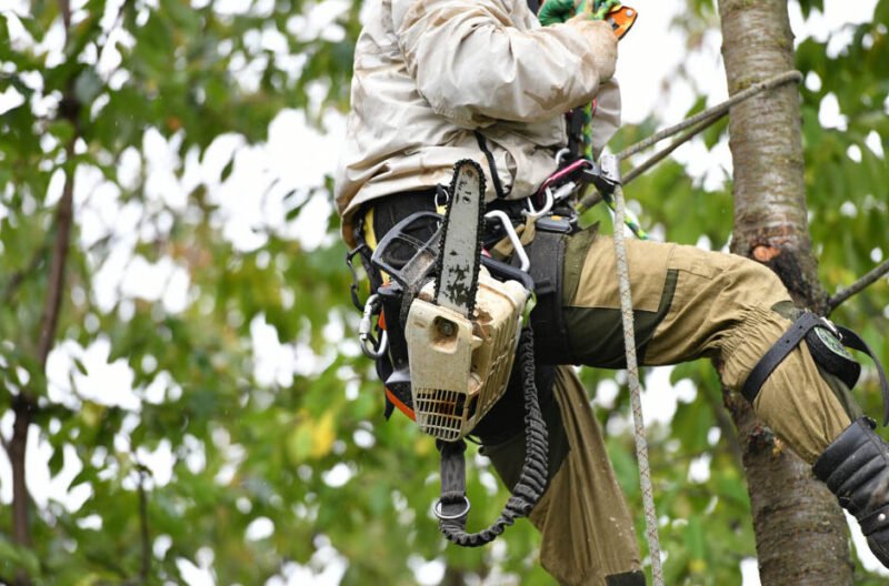 professional tree care, maintenance, and safe tree extraction services