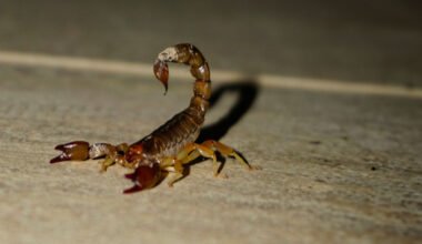 scorpion intrusions