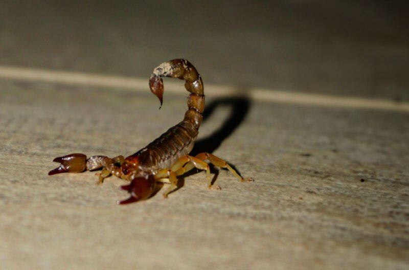 scorpion intrusions