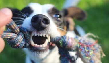 secure compensation for animal bites proven personal injury services