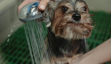 what to look for in a dog groomer (1)