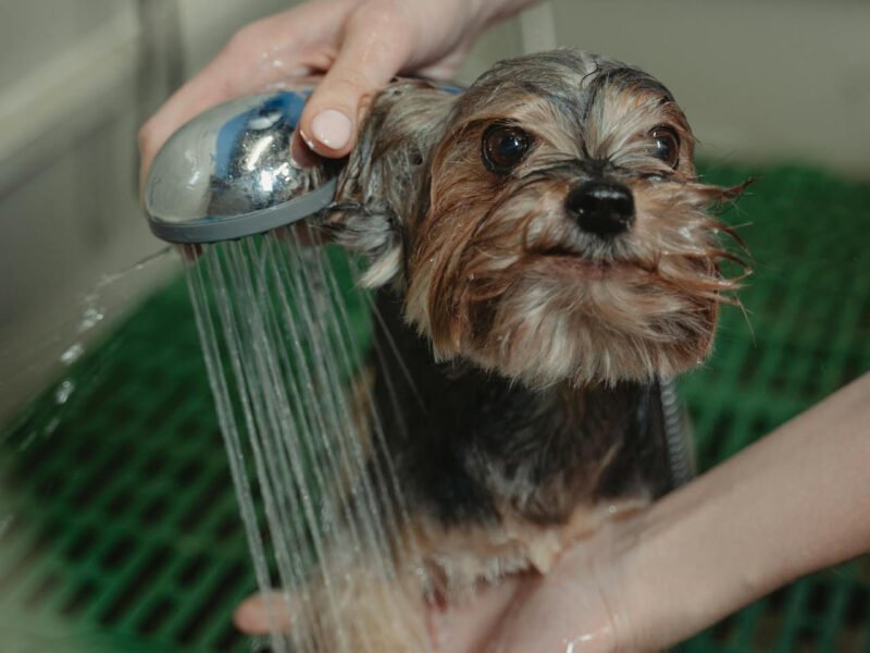 what to look for in a dog groomer (1)