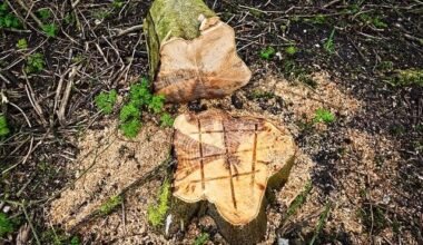 how to remove stubborn stumps without damaging your lawn