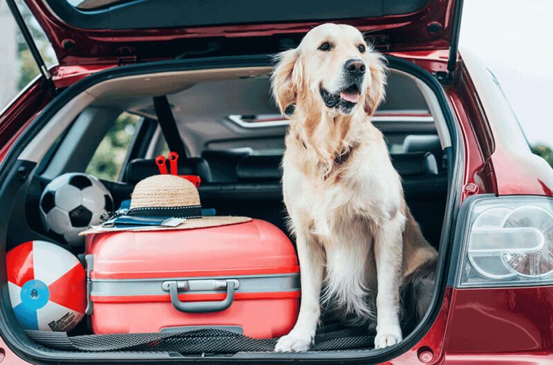 moving with animals made easy