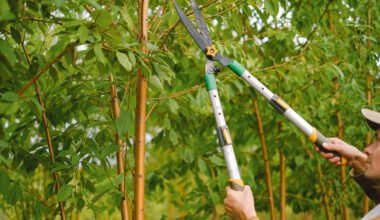 prevent tree hazards in mechanicsville, maryland with professional tree cutting services