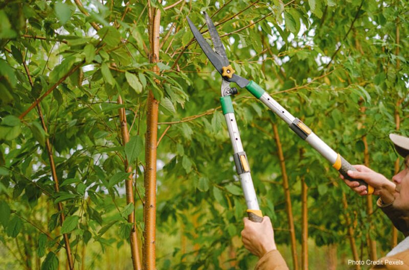 prevent tree hazards in mechanicsville, maryland with professional tree cutting services