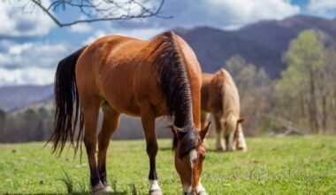 the appeal of staying tucked away in the mountains