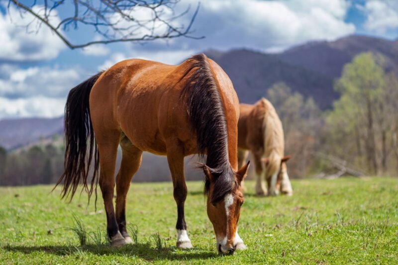 the appeal of staying tucked away in the mountains