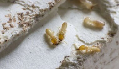 the different types of termites and how to identify them