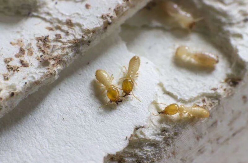 the different types of termites and how to identify them