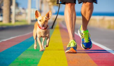 the secret to a more comfortable walk with your pet