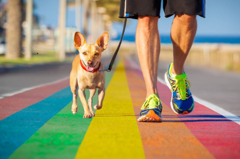 the secret to a more comfortable walk with your pet