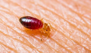 bed bug season in knoxville