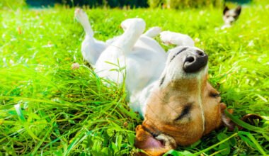 dog summer