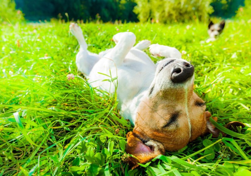 dog summer