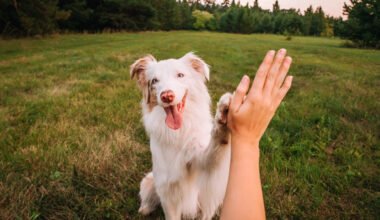 how to build a dog training plan that works at home and in public in loxahatchee, florida