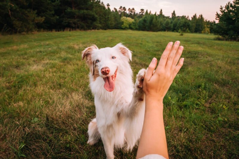 how to build a dog training plan that works at home and in public in loxahatchee, florida